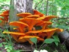 Slow walker wandeling -