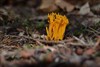 Slow walker wandeling -
