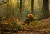 Halloweenwandeling...