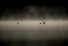 Zebracinema: Le Chant des Forêts