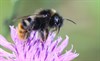 Begeleide thema wandeling Vloeiweiden