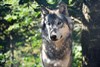 In het spoor van de wolf
