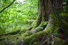 Bomen en hun geheimen