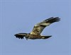 Vogeltrek in het Hageven